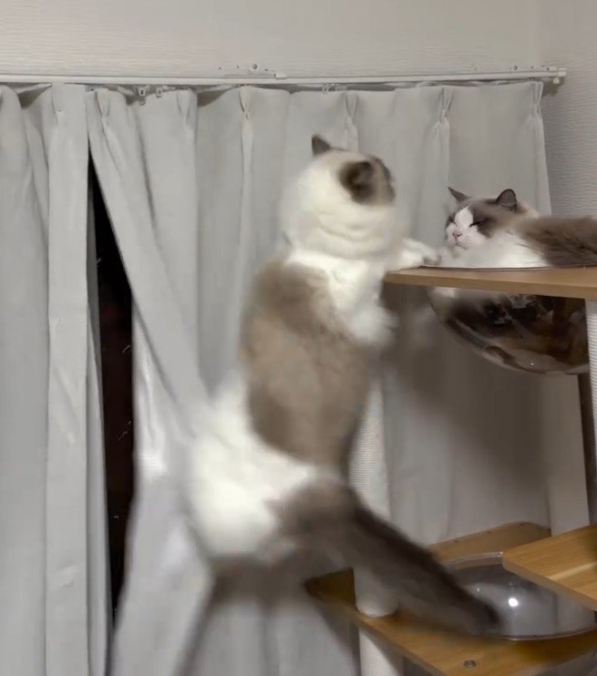 タワーから落ちそうな猫とタワーにいる猫1