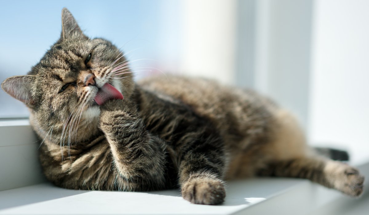 窓際で手を舐めるシニア猫
