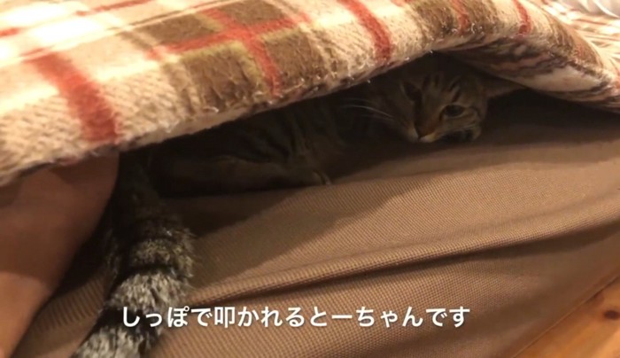 ソファの座布団の下に潜り込んでいる猫