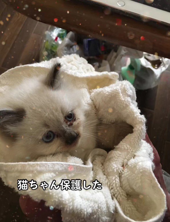 保護されたばかりの子猫