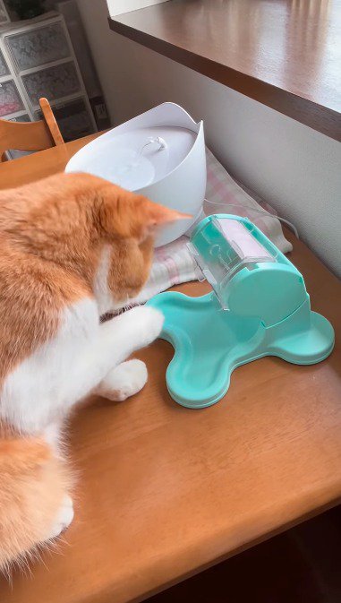 おもちゃの動きに合わせて頭を下げる猫