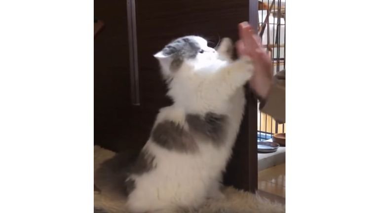 女性と猫