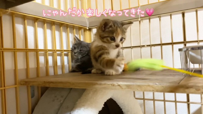 猫じゃらしで遊ぶ子猫