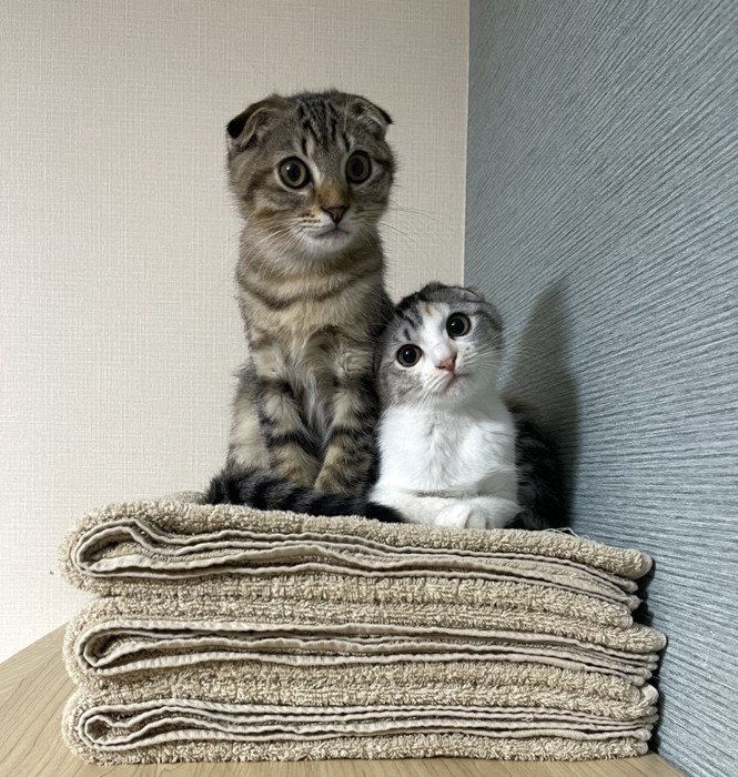 タオルの上に座る2匹の子猫