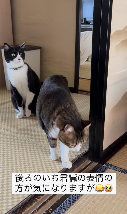 襖の近くにいる2匹の猫