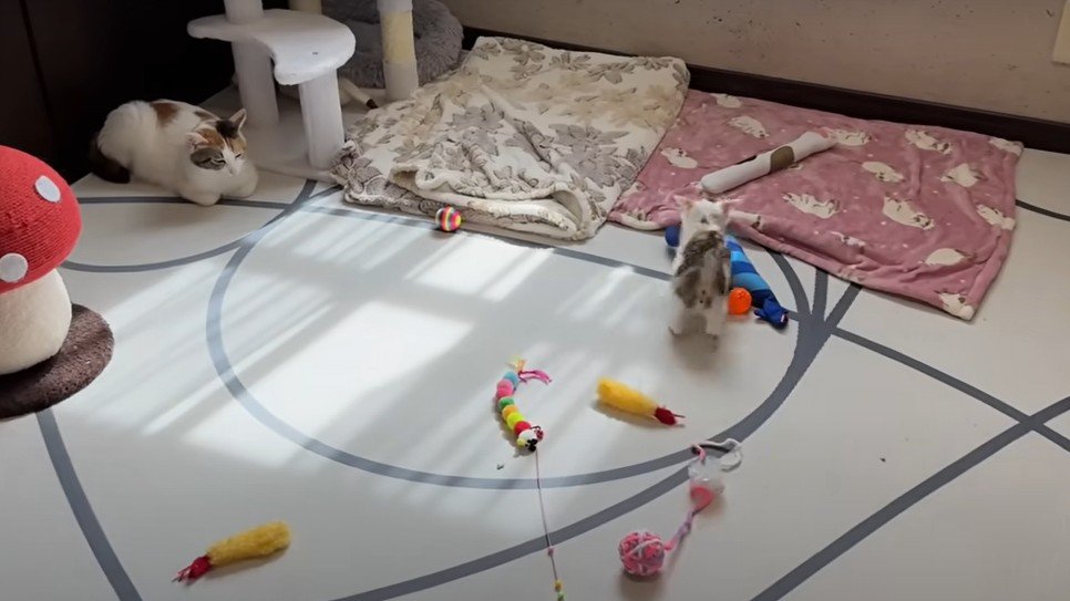 遊ぶ子猫と見守る母猫