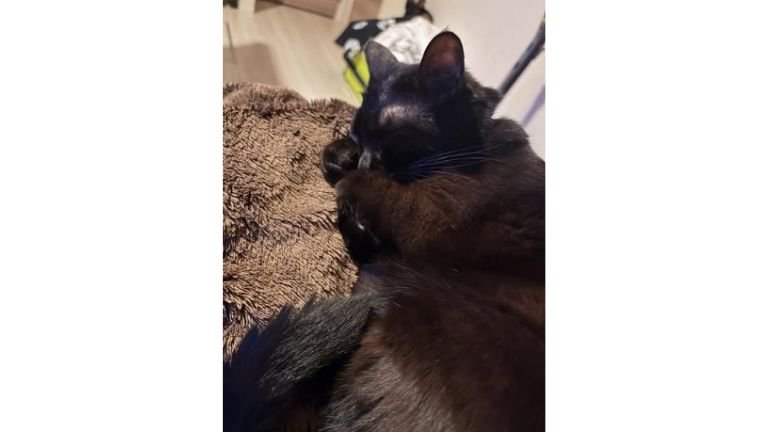 室内にいる猫