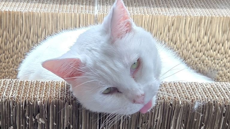 爪とぎにいる猫