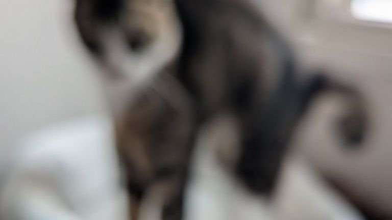 ピンボケした写真