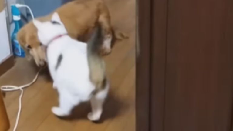 室内にいる猫と犬