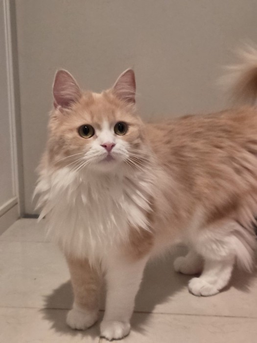 クリーム&ホワイトの毛柄の猫