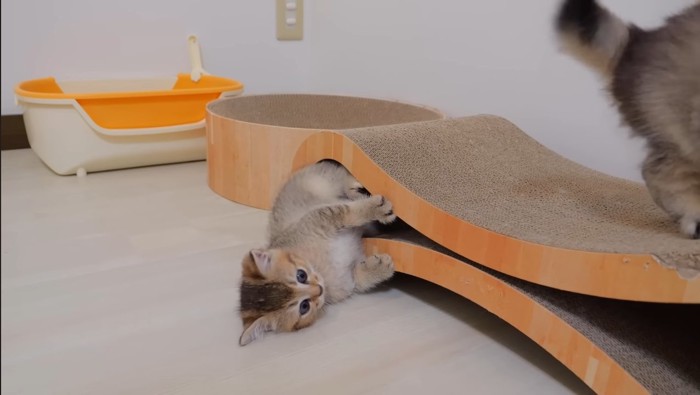 爪とぎで遊ぶ子猫