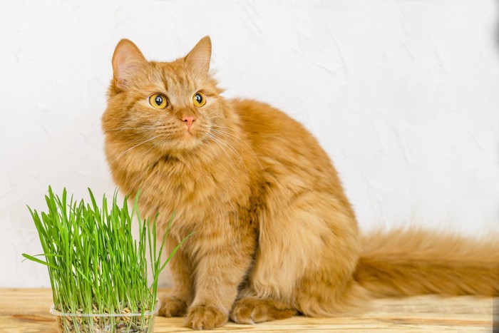 猫草の側に座っている猫