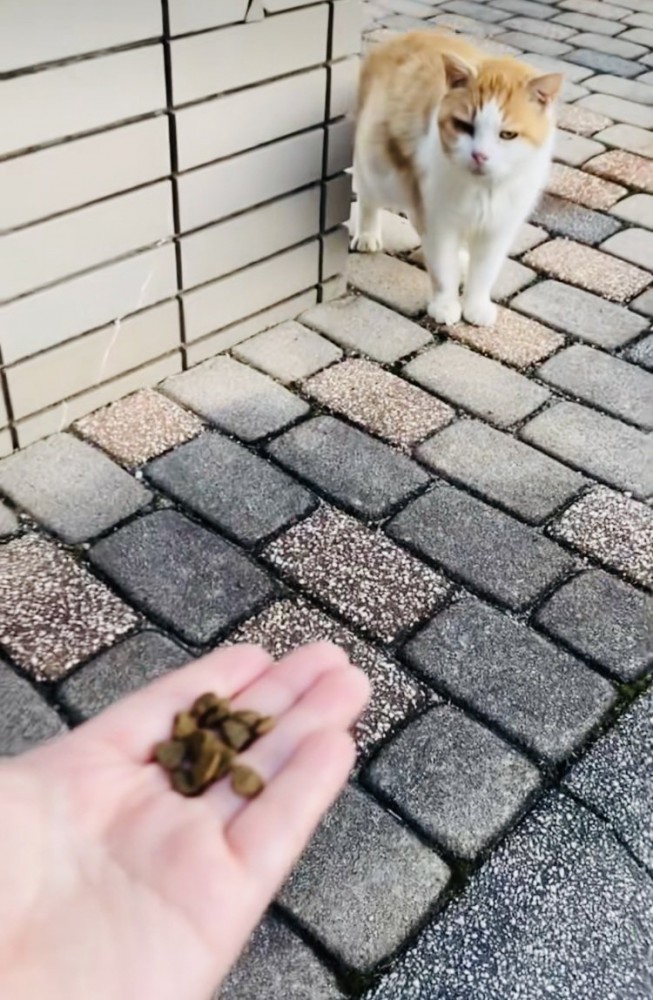 投稿主さんにキャットフードをもらう茶白猫
