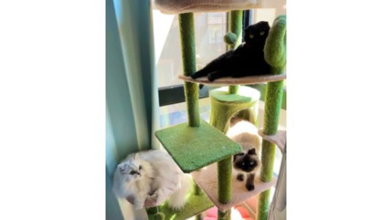 キャットタワーにいる猫