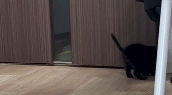 ドアに顔を突っ込む子猫