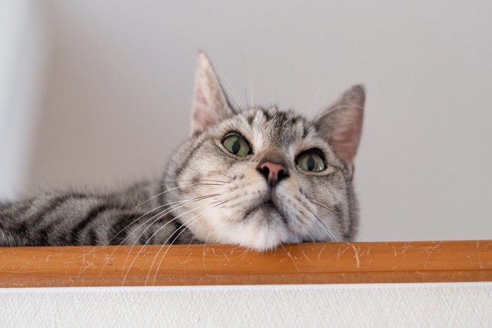 高い所から見つめる可愛い猫 サバトラ猫