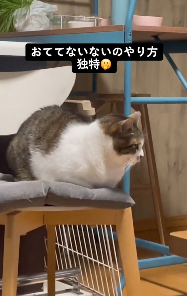 椅子の上で休む猫