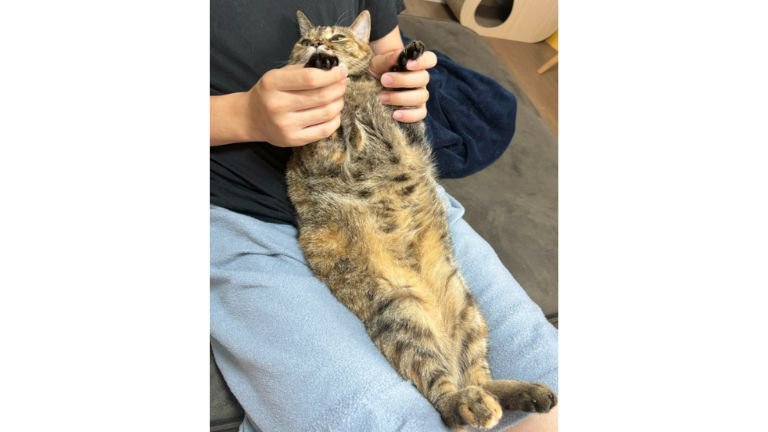 抱かれている猫