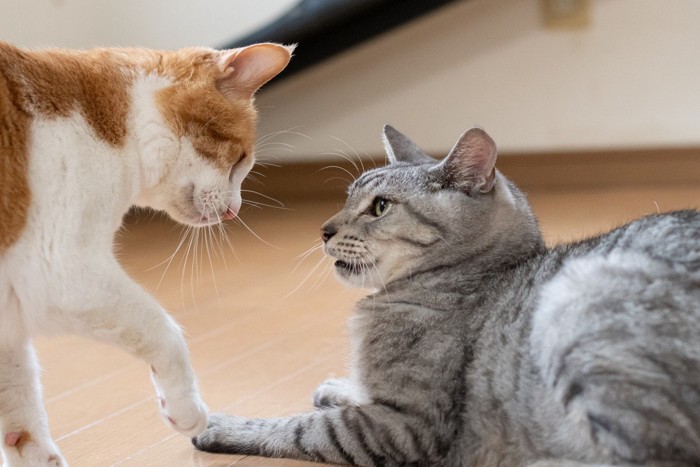 にらみ合う2匹の猫