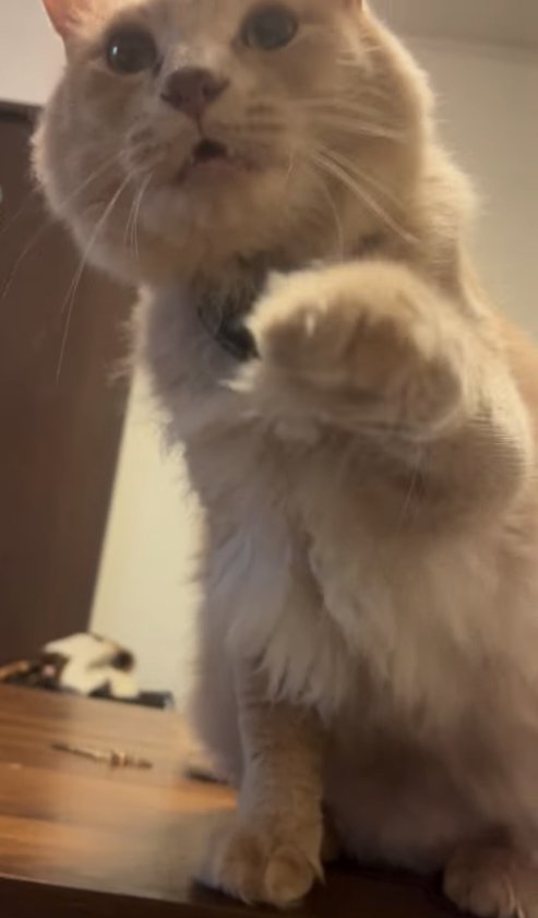 口を開けてお座りをしながら左前足を上げている猫