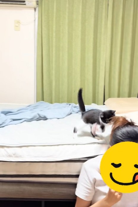 ベッドの上で飼い主さんの髪にじゃれつく子猫と飼い主