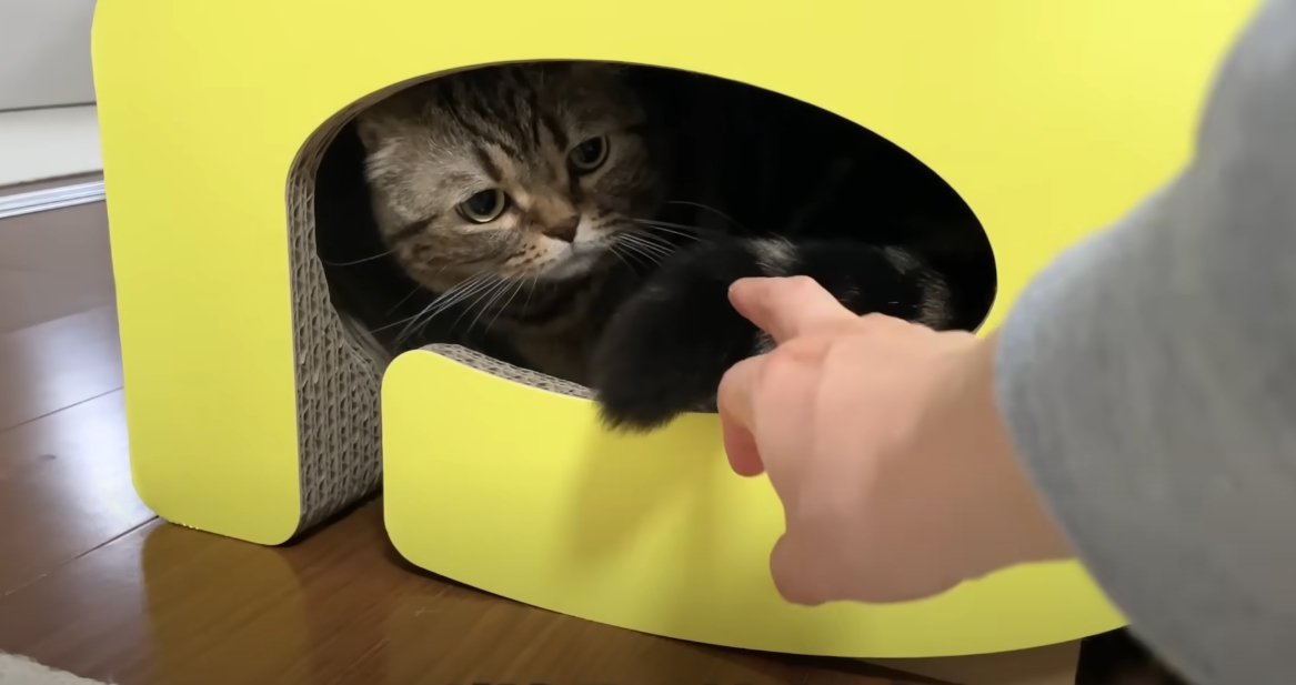 爪とぎの中に入る猫、手前に人の手