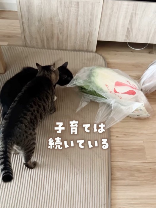 黒猫に近づくキジトラ猫