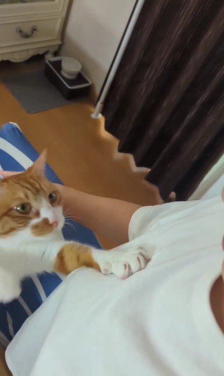 飼い主に手を伸ばす猫