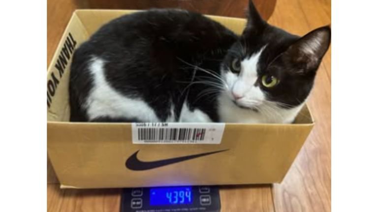 箱に入る猫