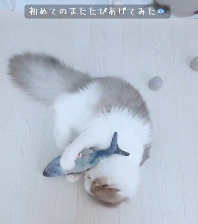 おもちゃを離さない猫