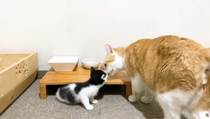顔のにおいをかぎ合う子猫と成猫