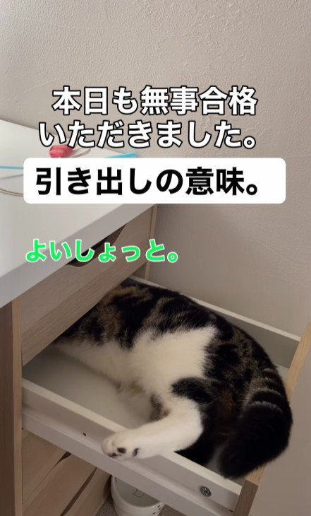 引き出しに入る猫