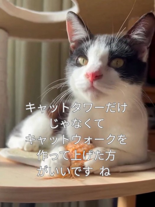 キャットタワーで遊ぶ猫