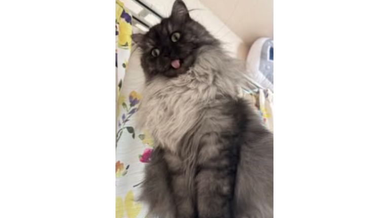 毛繕いしている猫