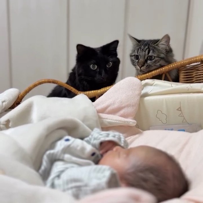 赤ちゃんを見る2匹の猫