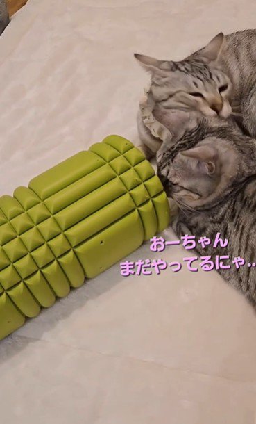 毛づくろいをしている2匹の猫