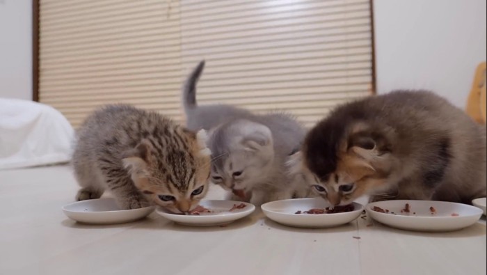 ガツガツ食べる子猫と後ろを歩く子猫の尻尾