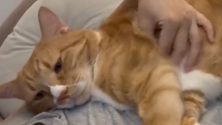 飼い主に甘える猫