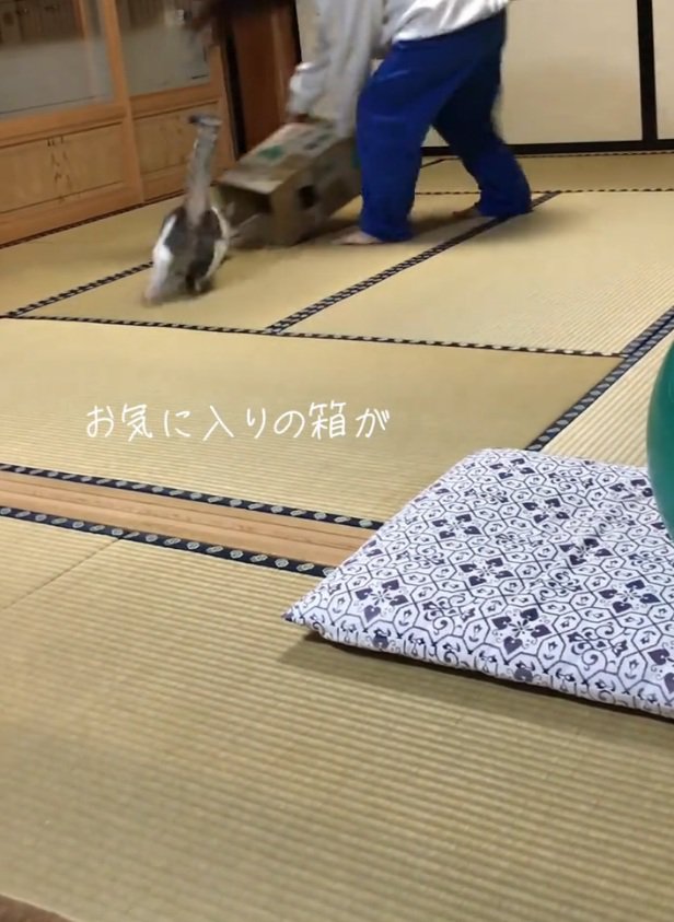 ダンボールを追う猫