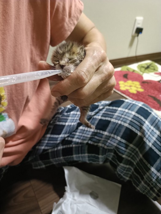 ミルクをもらう子猫