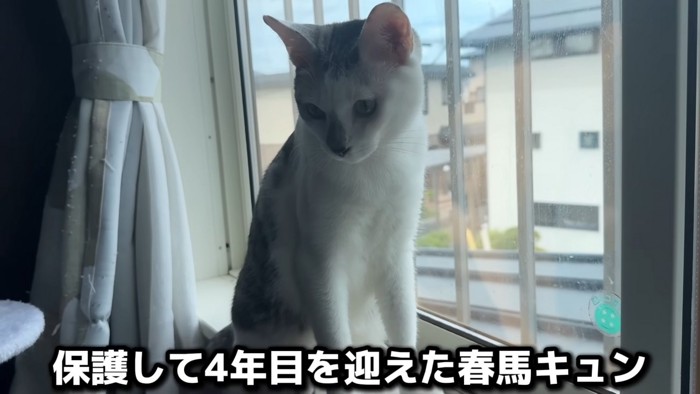 窓際に座る猫