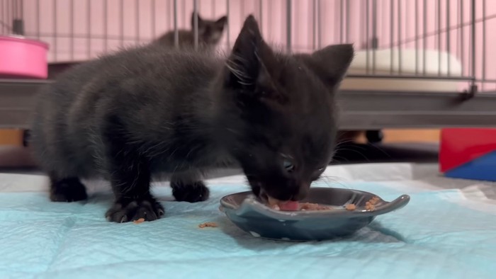 食欲旺盛な黒ちゃん