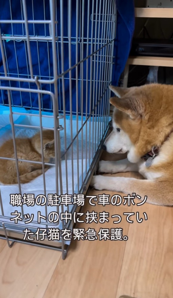 ケージ越しの子猫と柴犬2