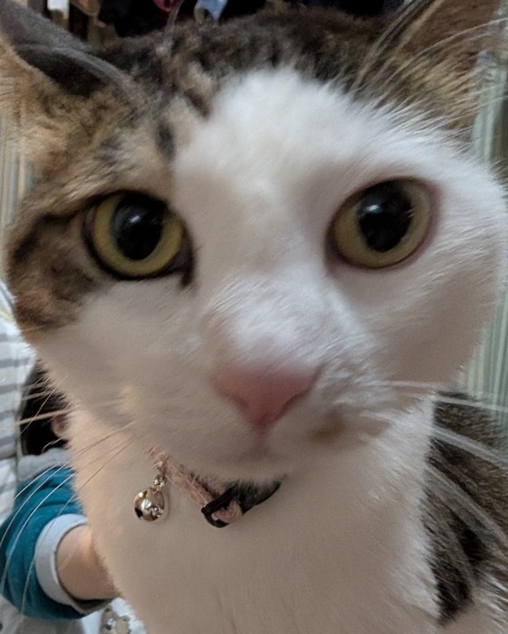 カメラに写り込んできたキジ白猫のアップ