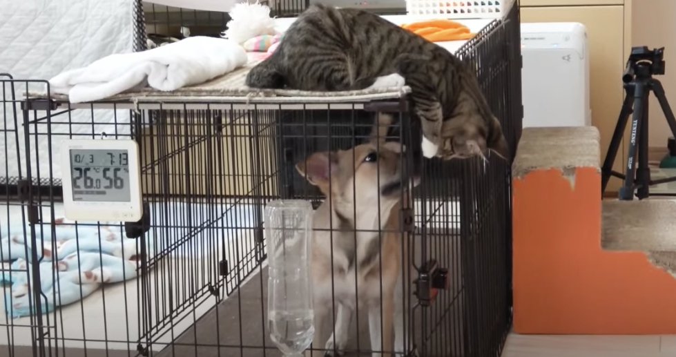 ワンコと向き合うキジトラ猫