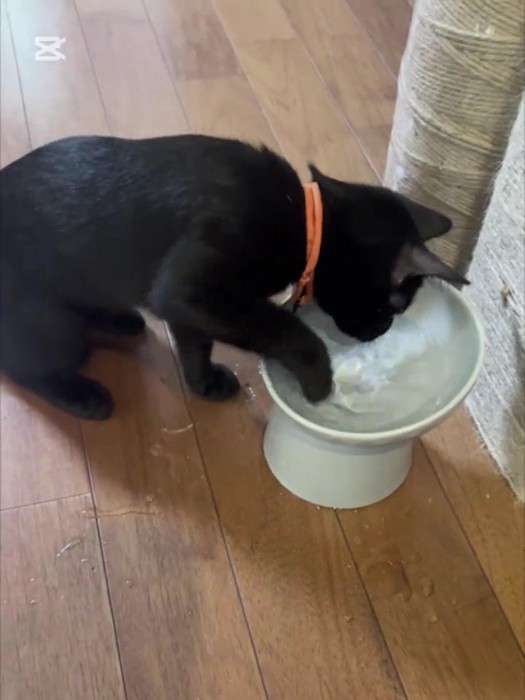 水に前足を入れる猫