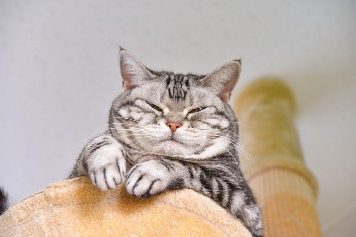 キャットタワーの上から見下ろす猫