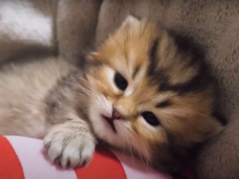 眠そうな顔の子猫