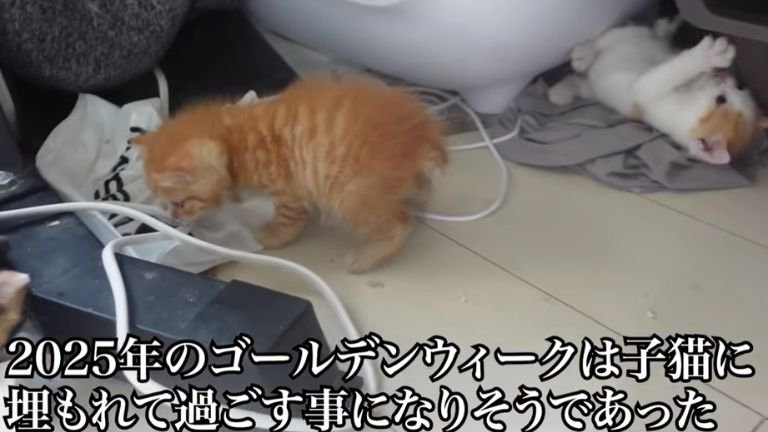 室内にいる子猫